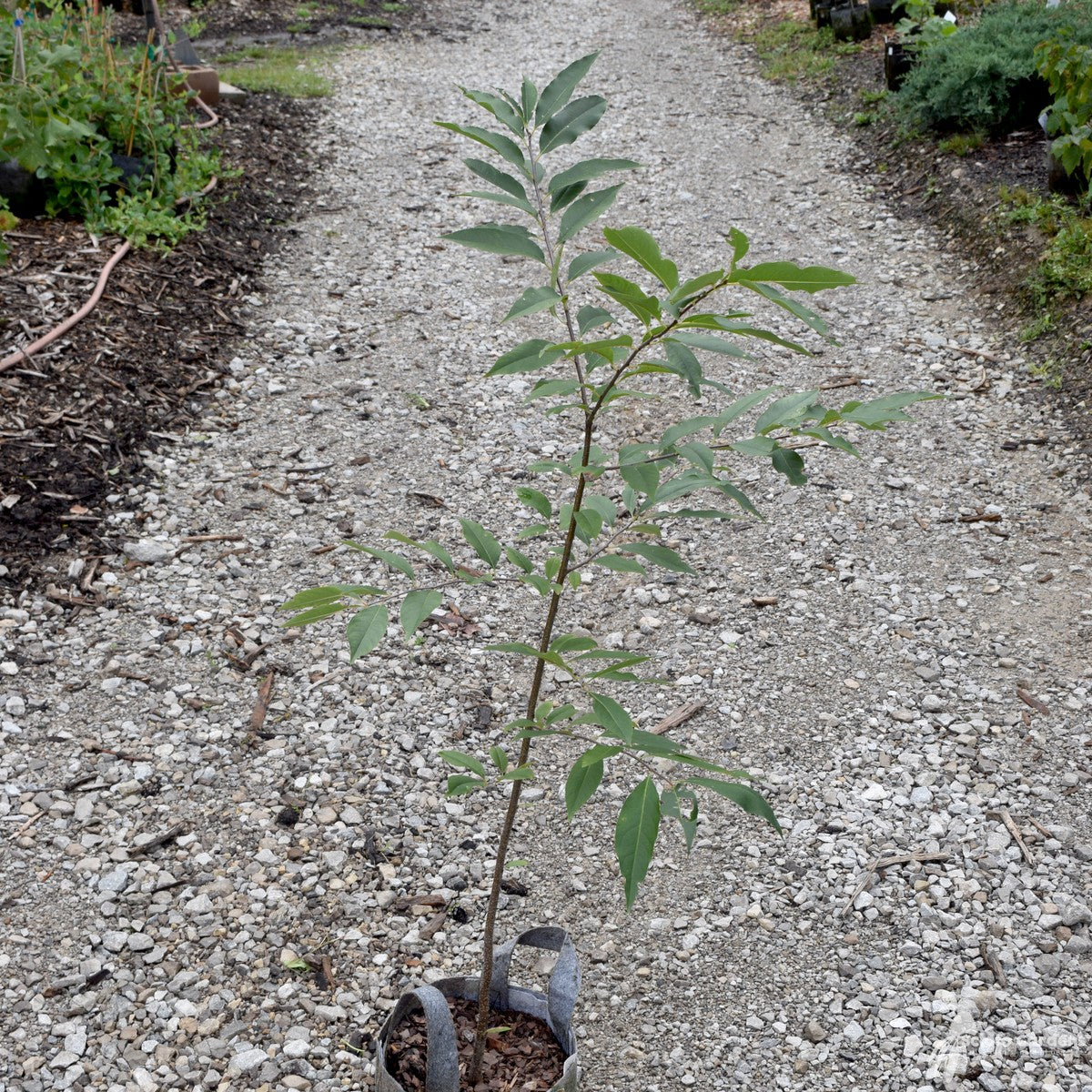 Prunus serotina (Wild Black Cherry) - 3 gal