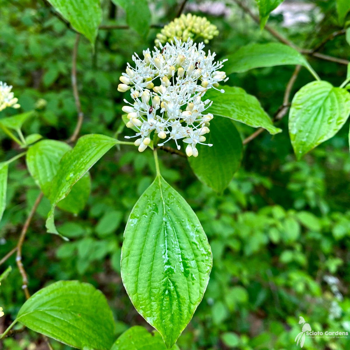 Cornus alternifolia (Pagoda Dogwood) - 1 gal
