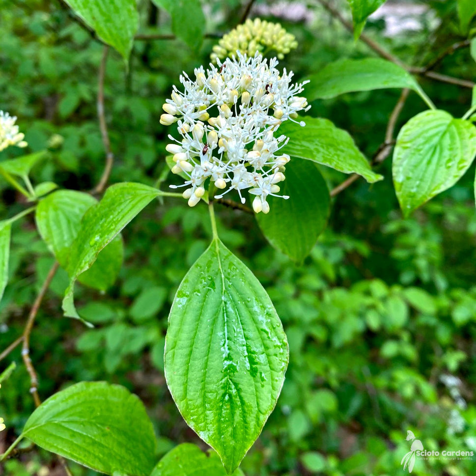 Cornus alternifolia (Pagoda Dogwood) - 1 gal