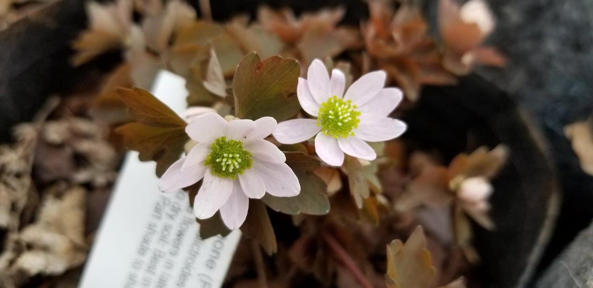 Anemonella thalictroides (Rue Anemone) - QT