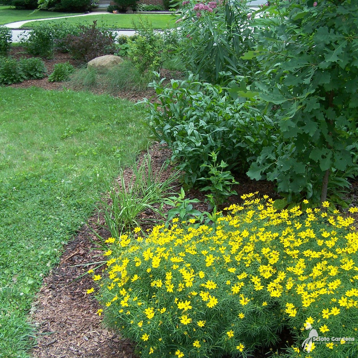 Coreopsis v. 'Zagreb' ('Zagreb' Threadleaf Coreopsis) - 1 gal