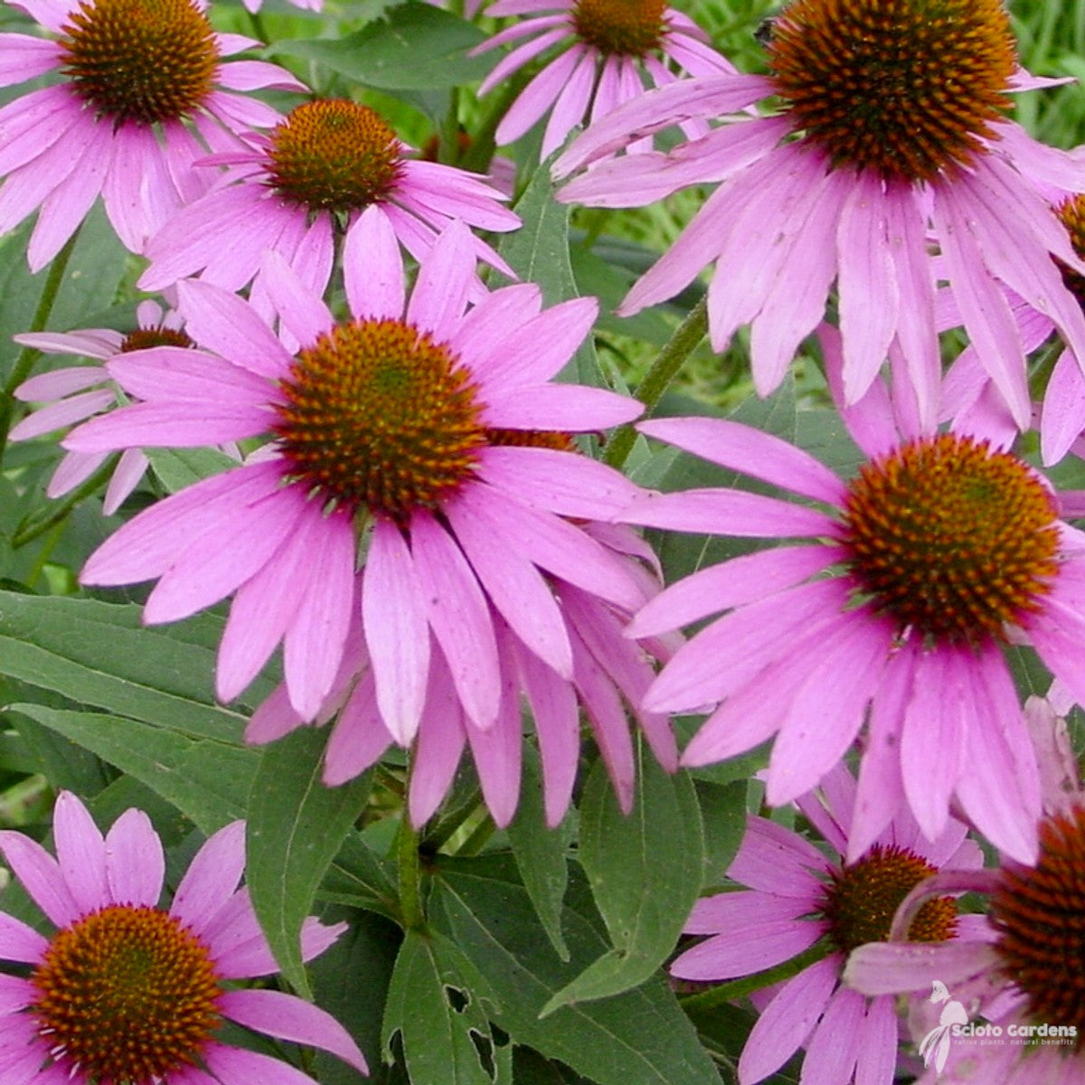 Echinacea purpurea (Purple Coneflower) - 1 gal