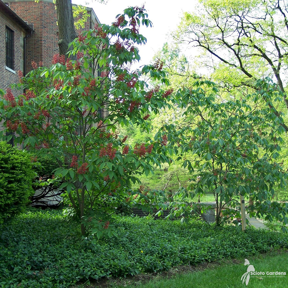 Aesculus pavia (Red Buckeye) - 3 gal