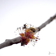 Acer rubrum (Red Maple) - 5 gal