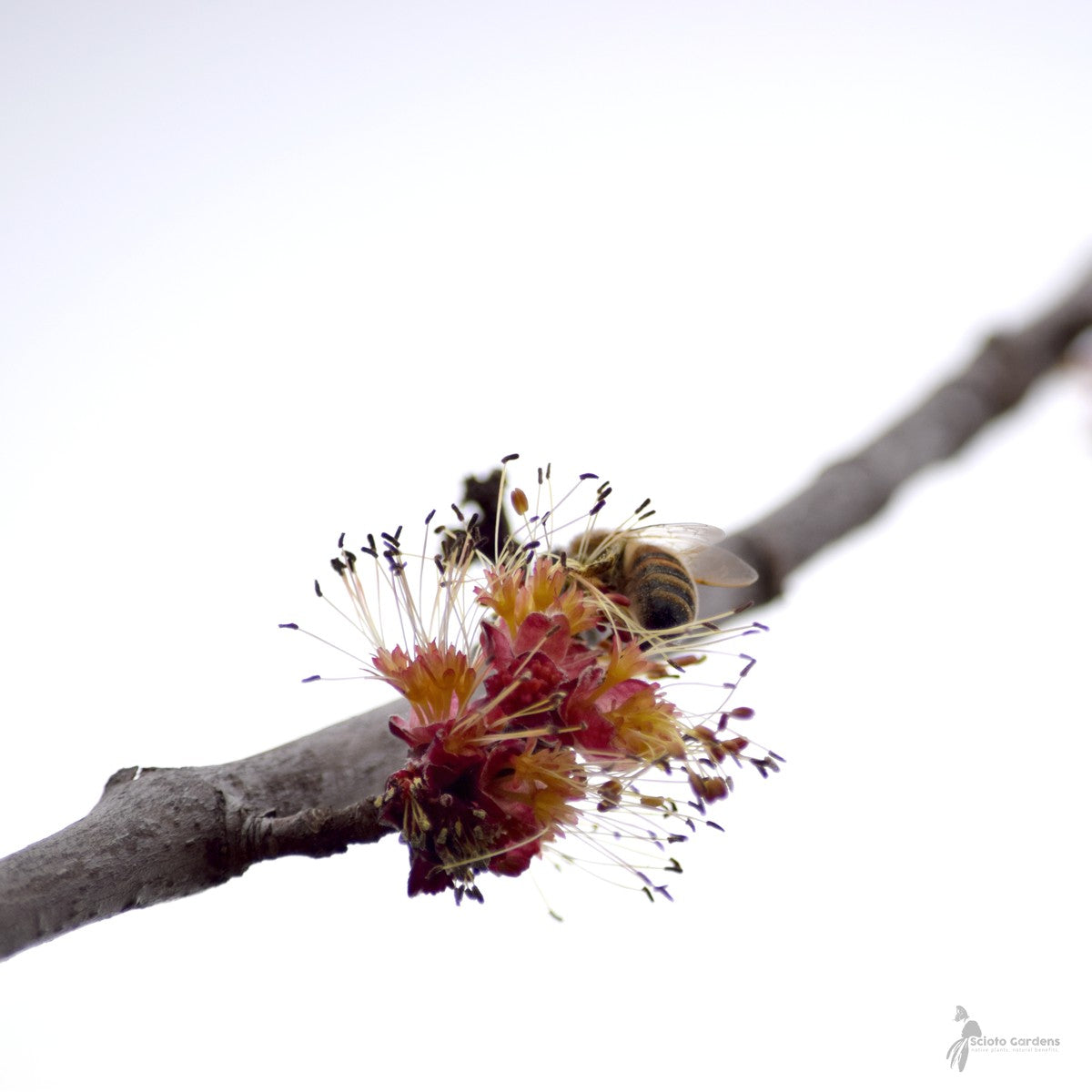 Acer rubrum (Red Maple) - 5 gal