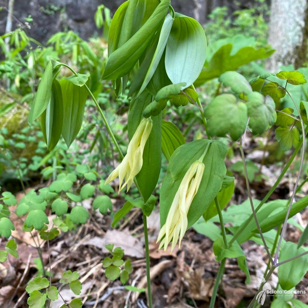Uvularia grandiflora (Grand Merrybells) - 1 gal