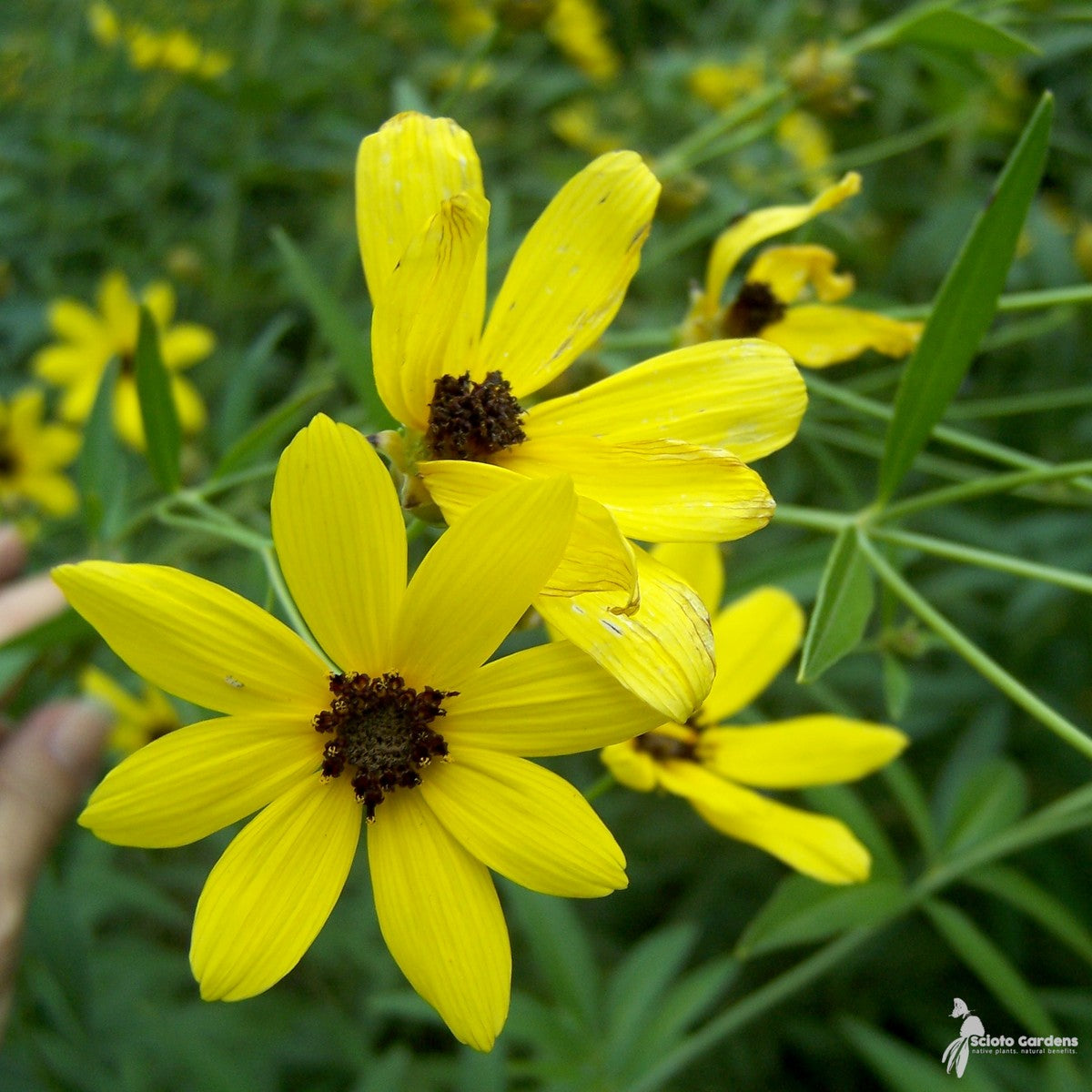 Coreopsis tripteris (Tall Coreopsis) - 2 gal
