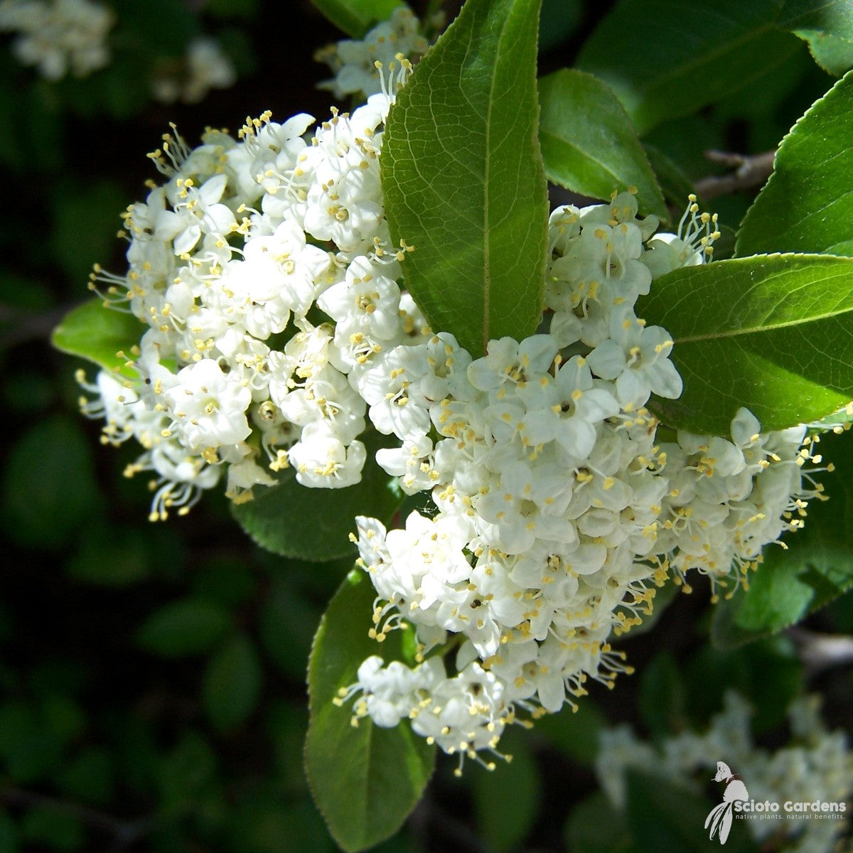 Viburnum prunifolium (Blackhaw Viburnum) - 3 gal