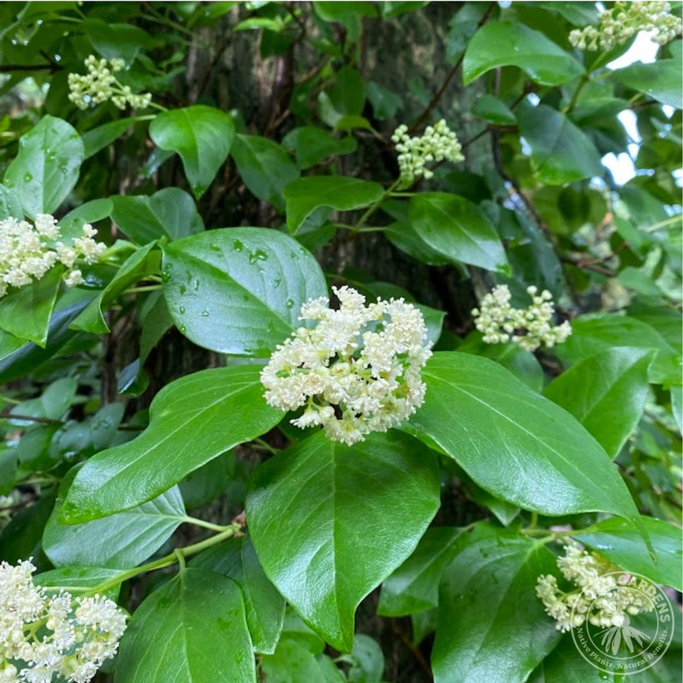 Hydrangea [Decumaria] barbara (Wood Vamp) - 2 gal