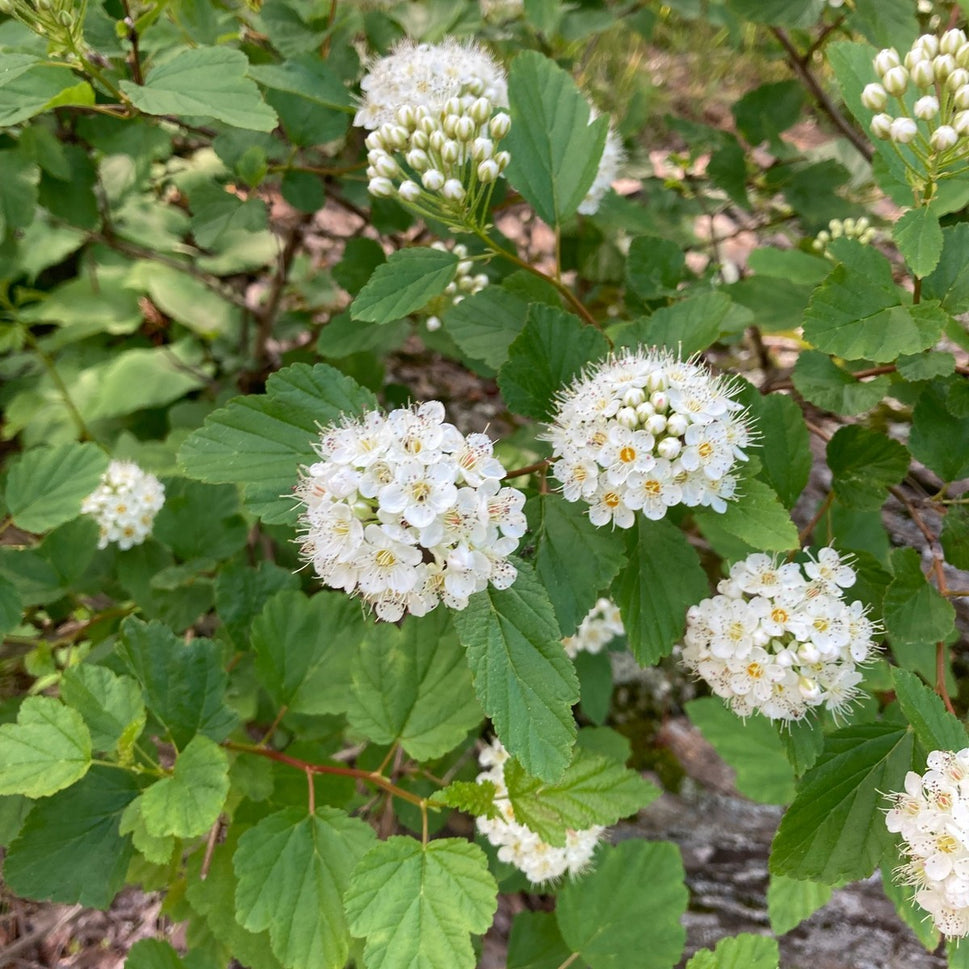 Physocarpus opulifolius (Common Ninebark) - 3 gal