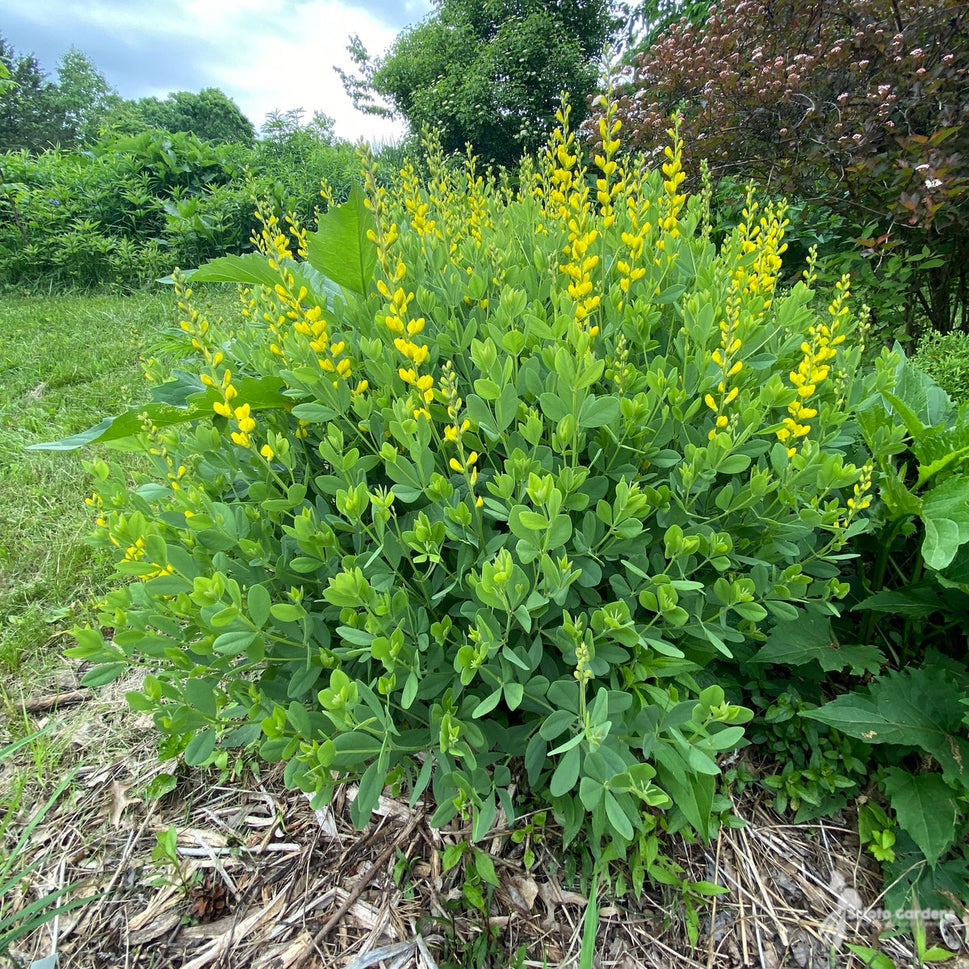 Baptisia sphaerocarpa (Yellow False Indigo) - 2 gal