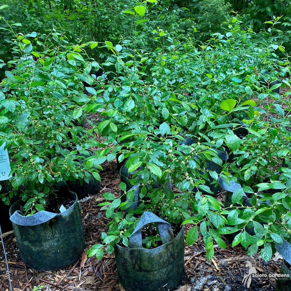 Ilex verticillata 'Jim Dandy' (Jim Dandy' Winterberry Holly) - 3 gal