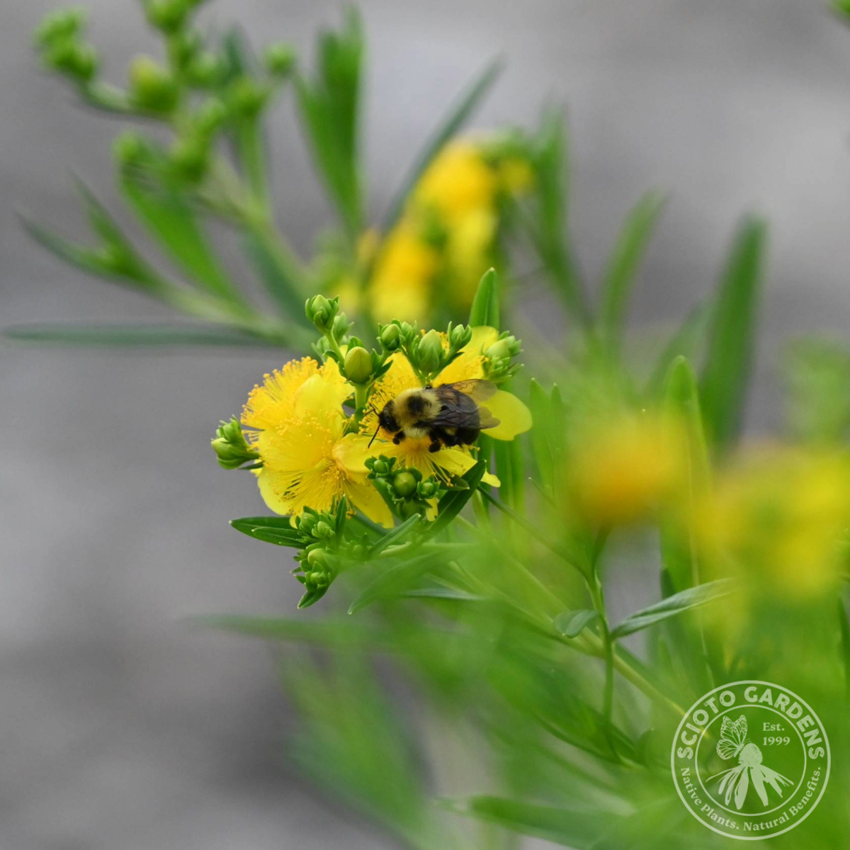 Hypericum kalmianum 'Gemo' (Gemo' Kalm's St. Johns-Wort) - 3 gal