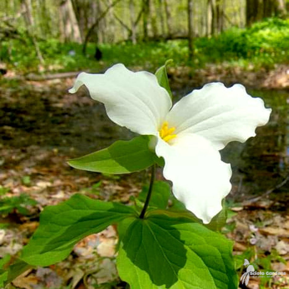 Trillium grandiflorum (Great White Trillium) - 3QT