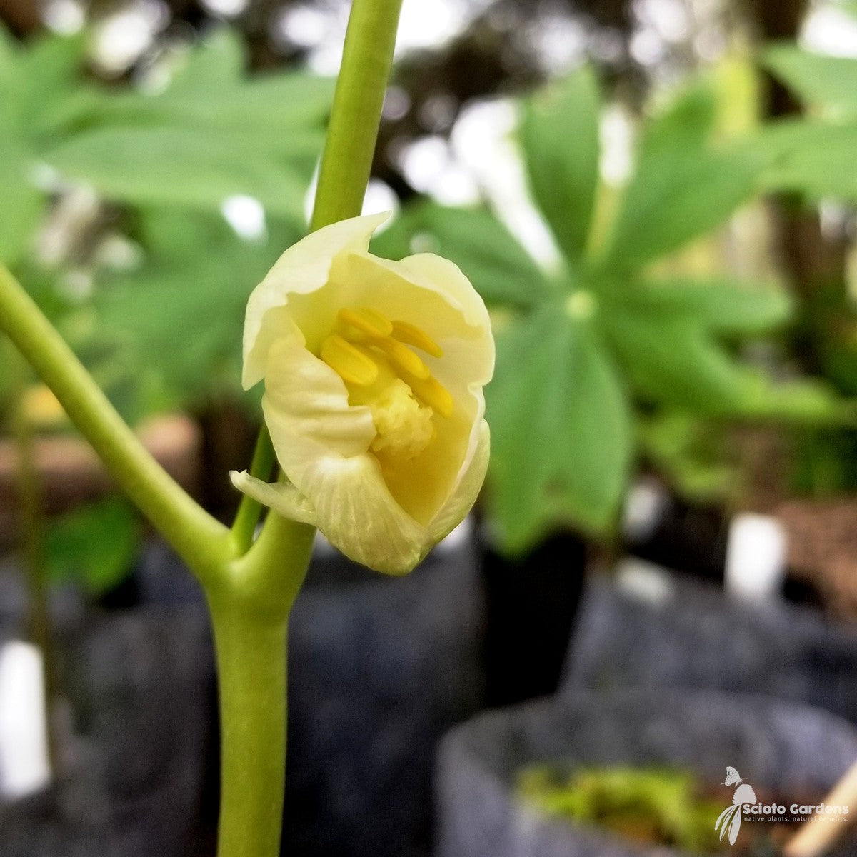 Podophyllum peltatum (May Apples) - 1 gal