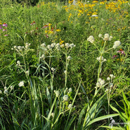 Eryngium yuccifolium (Rattlesnake Master) - 1 gal