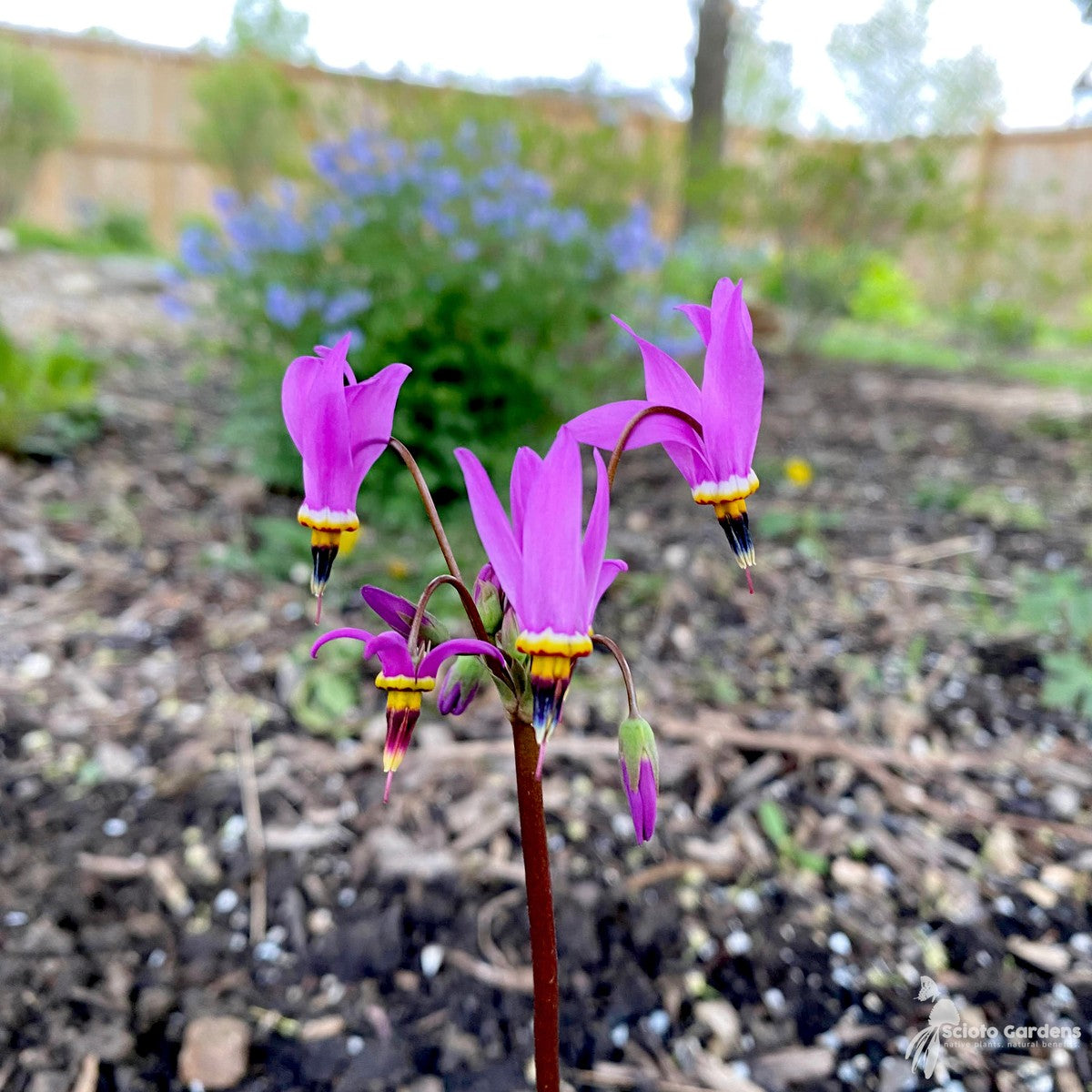 Dodecatheon meadia (Eastern Shooting Star) - 3QT