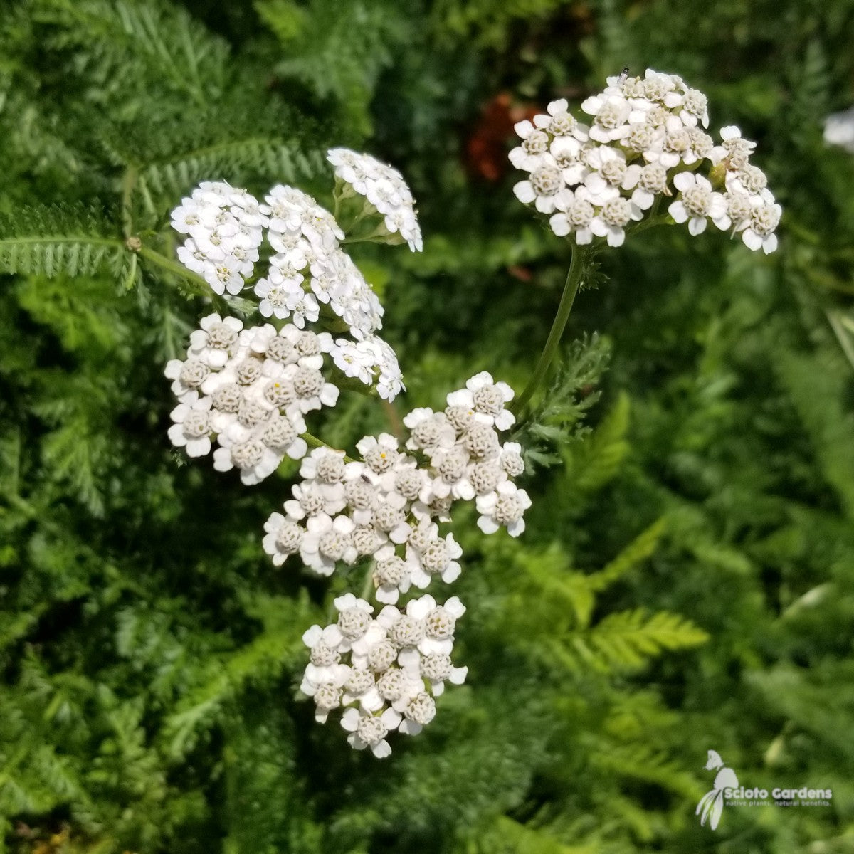 Achillea millefolium (Yarrow) - 1 gal