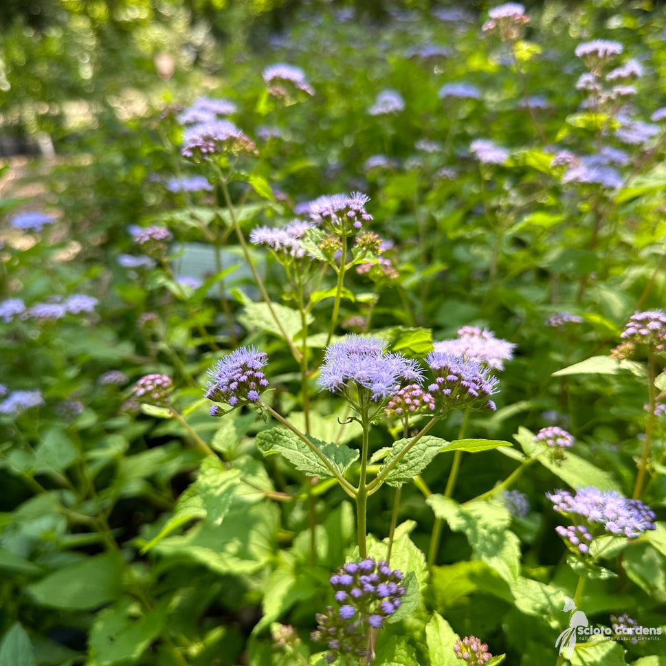 Conoclinium [Eupatorium] coelestinum (Hardy Ageratum, Mist flower) - 2 gal