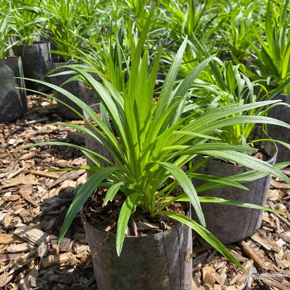 Liatris spicata (Dense Blazing Star) - 1 gal