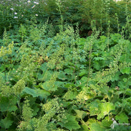 Heuchera v. 'Autumn Bride' (Autumn Bride' Alumroot) - 1 gal