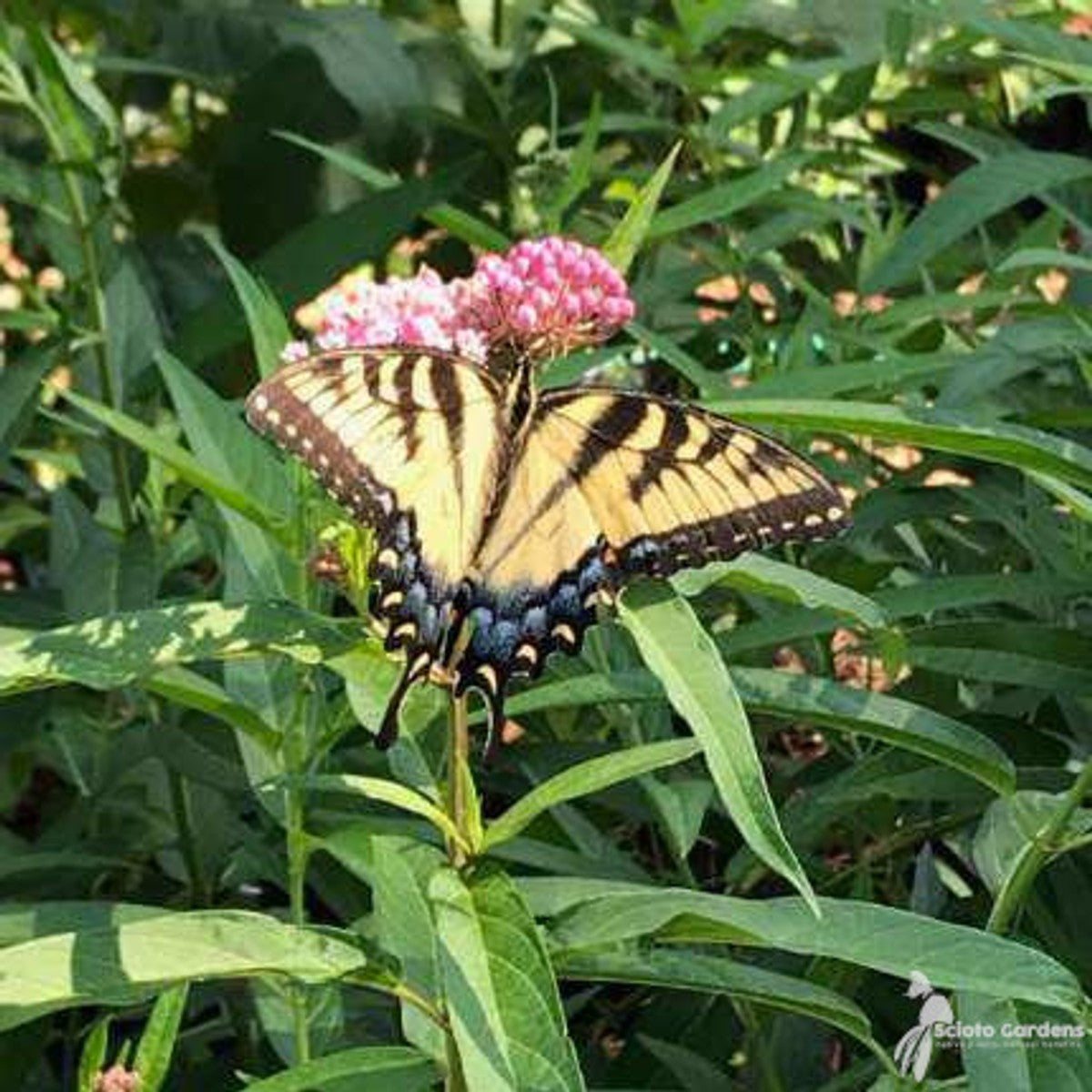 Asclepias incarnata (Pink Swamp Milkweed) - 2 gal