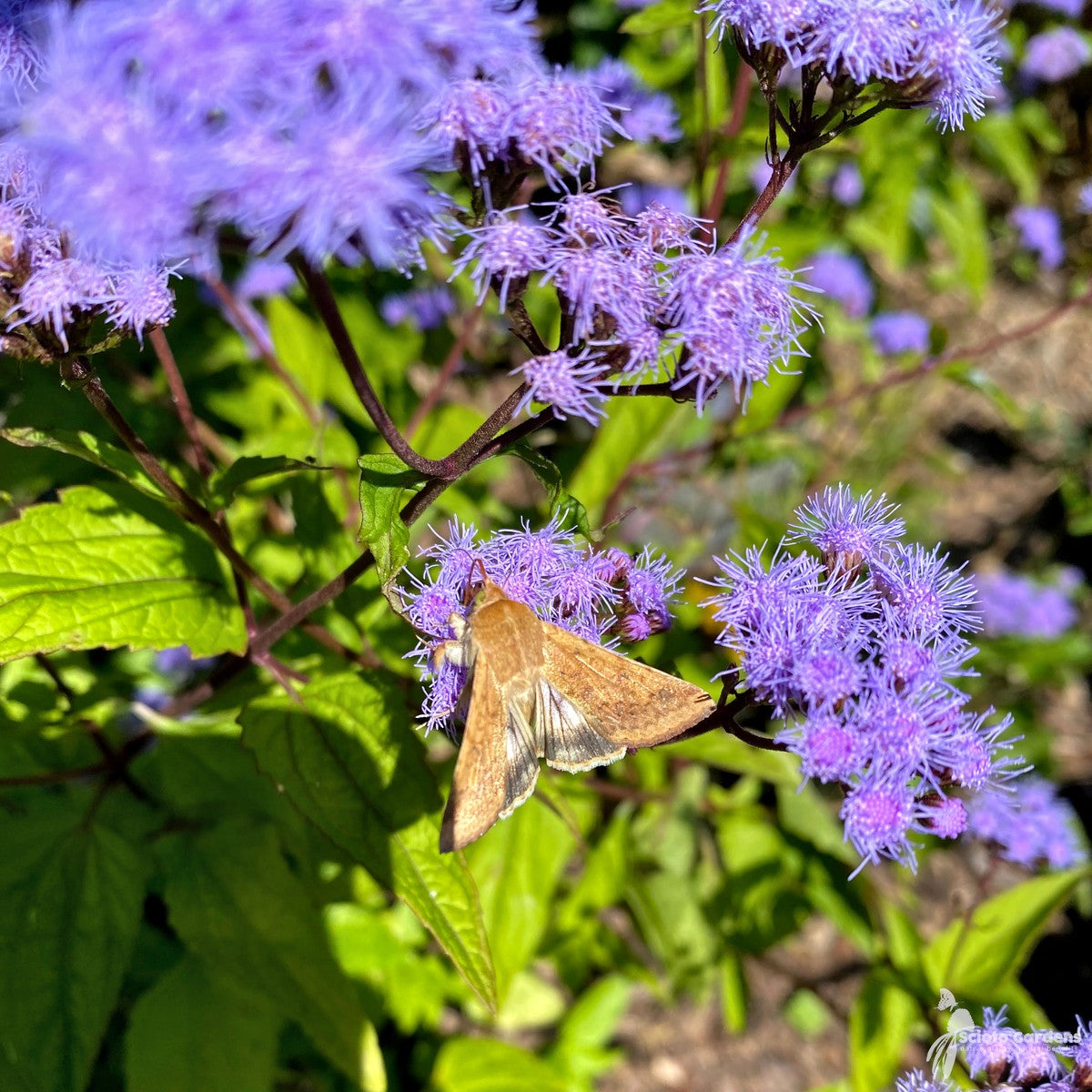 Conoclinium [Eupatorium] coelestinum (Hardy Ageratum, Mist flower) - 2 gal