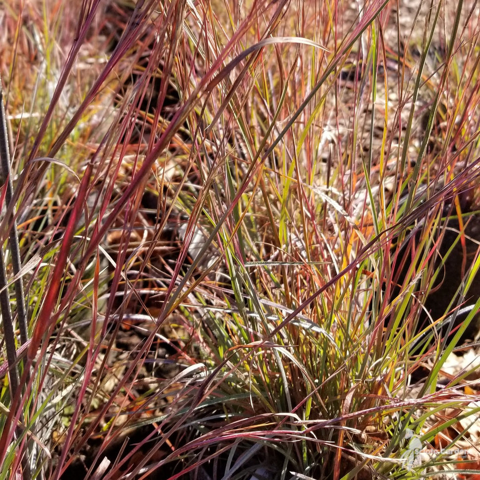 Schizachyrium scoparium (Little Bluestem) - Plug 32