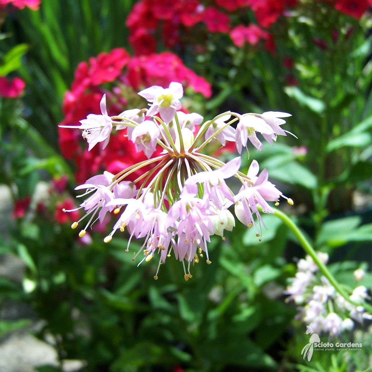 Allium cernuum (Nodding Onion) - 1 gal