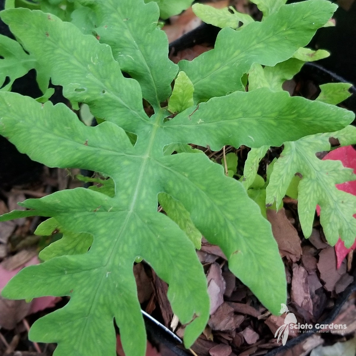 Onoclea sensibilis (Sensitive Fern) - 3QT
