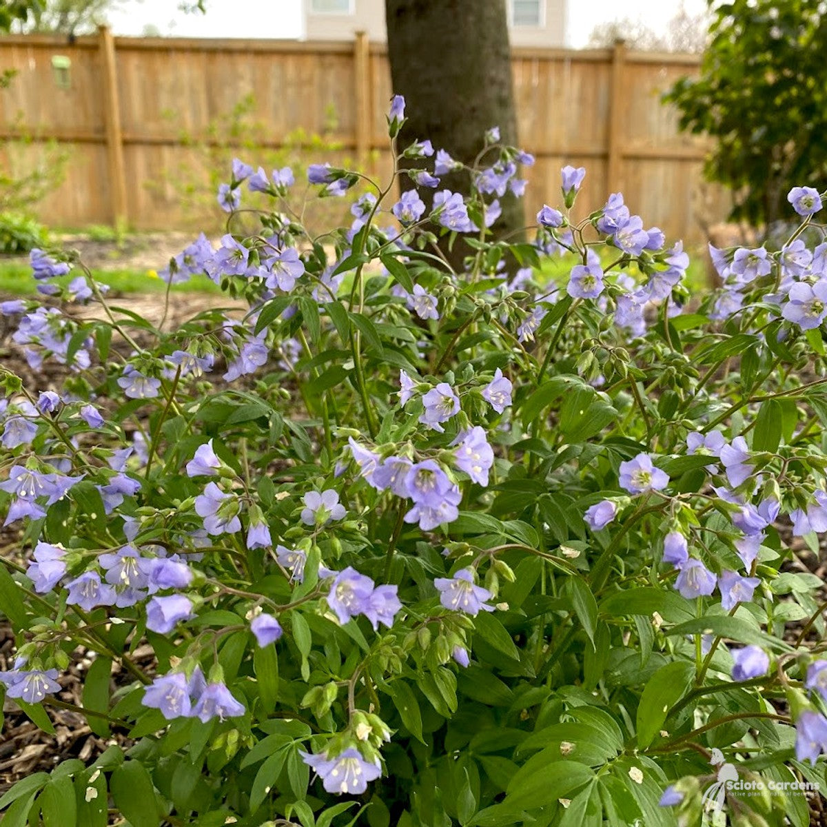 Polemonium reptans (Jacobs Ladder) - 1 gal