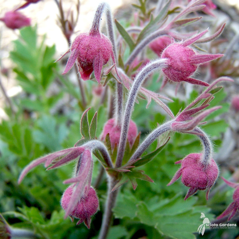 Geum triflorum (Prairie Smoke) - 1 gal
