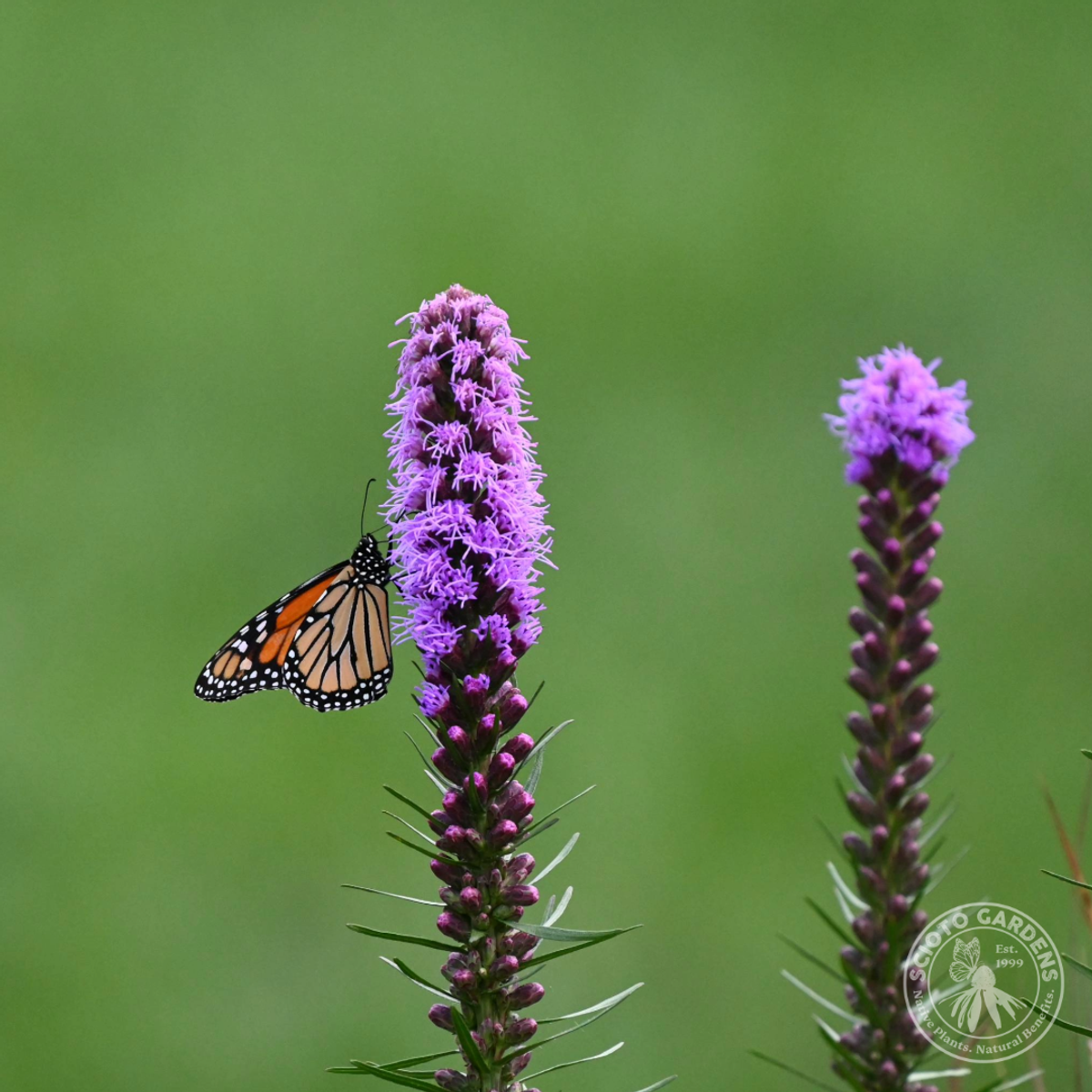 Liatris spicata (Dense Blazing Star) - 1 gal