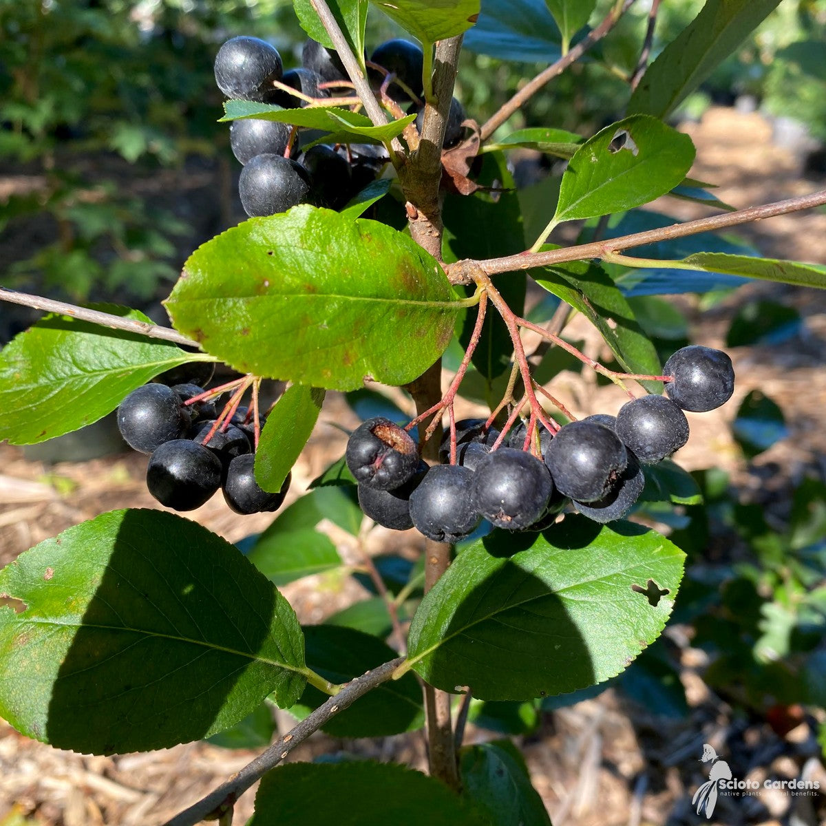 Aronia m. 'Viking' (Viking' Black Chokeberry) - 3 gal