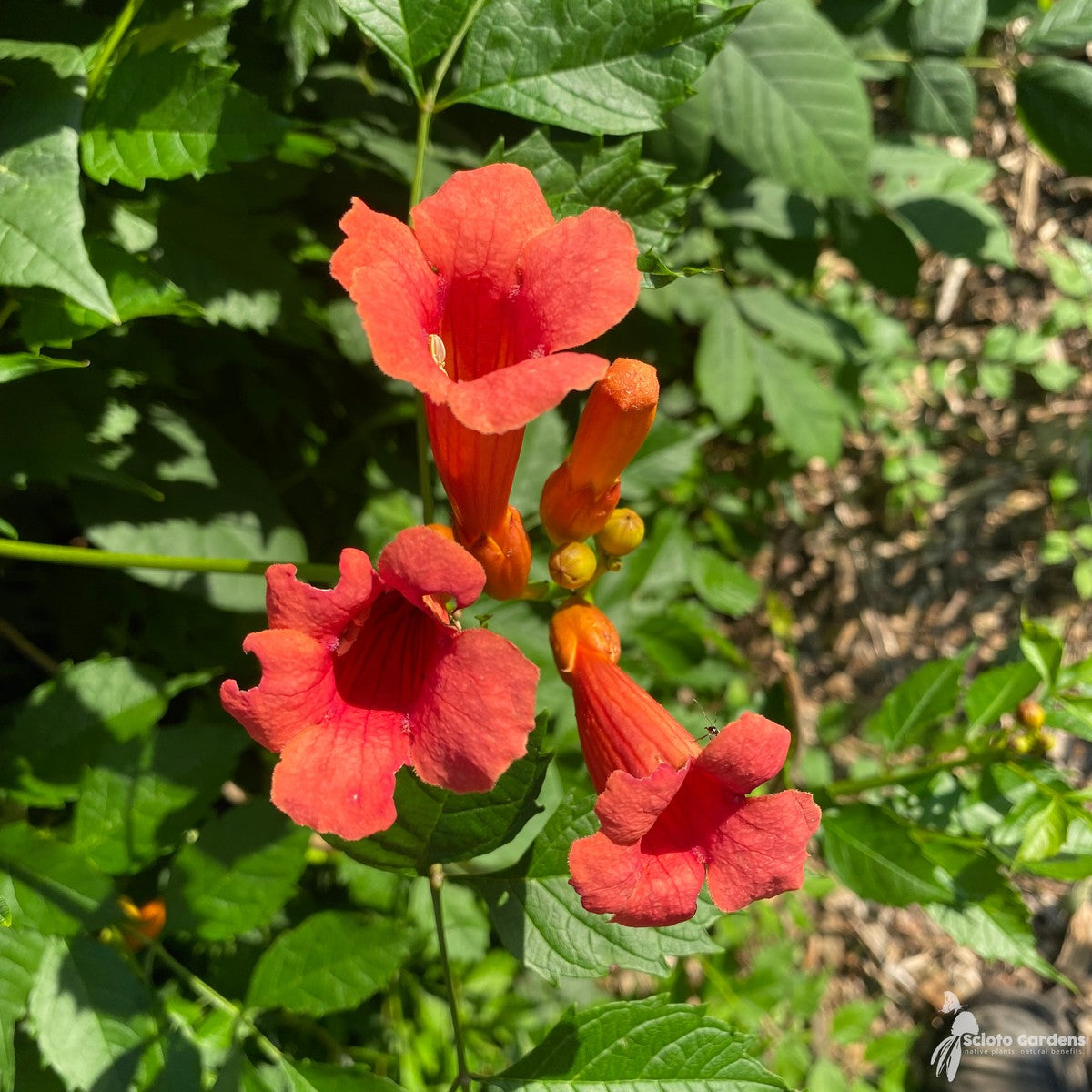 Campsis radicans (Trumpet Vine) - 1 gal
