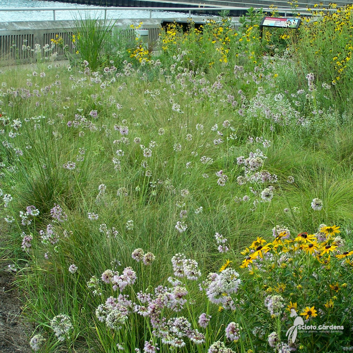 Allium cernuum (Nodding Onion) - QT