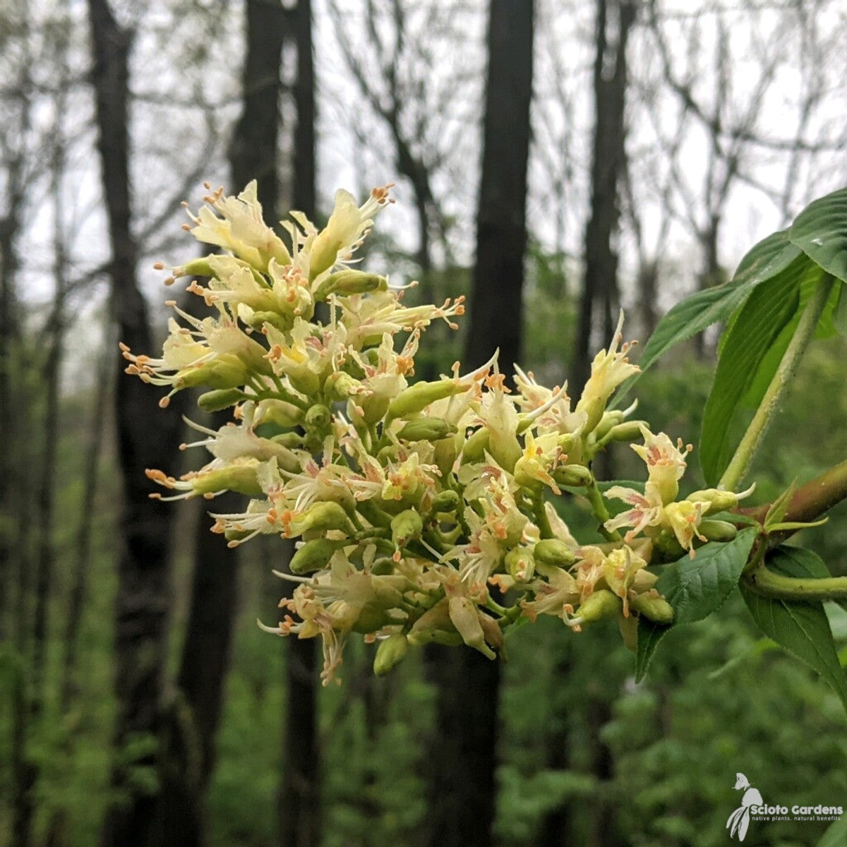 Aesculus glabra (Ohio Buckeye) - 1 gal