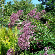 Eupatorium [Eutrochium] maculatum (Spotted Joe Pye Weed) - 2 gal