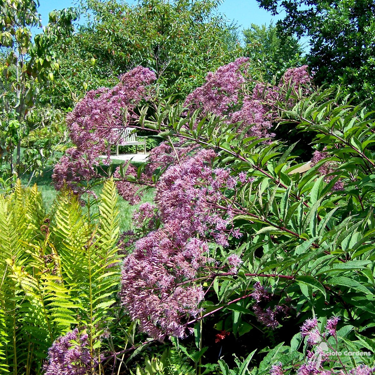 Eupatorium [Eutrochium] maculatum (Spotted Joe Pye Weed) - 2 gal
