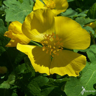 Stylophorum diphyllum (Wood Poppy) - 1 gal