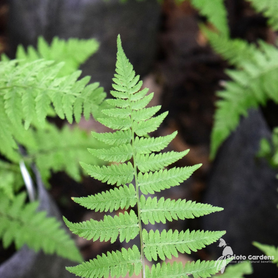 Athyrium filix-femina (Lady Fern) - 1 gal