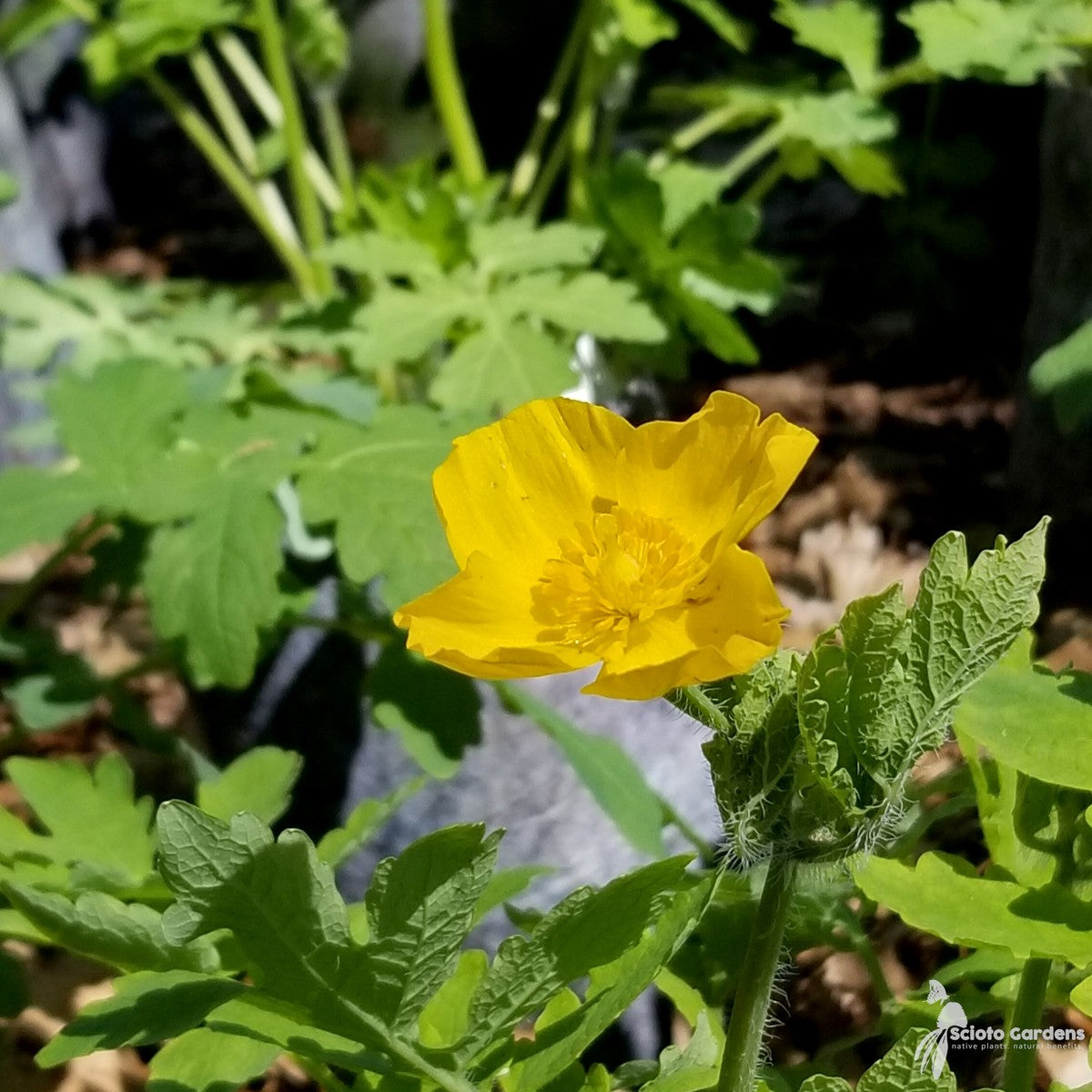 Stylophorum diphyllum (Wood Poppy) - 1 gal