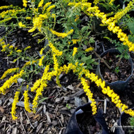 Solidago rugosa 'Fireworks' ('Fireworks' Rough-stemmed Goldenrod) - Plug 32