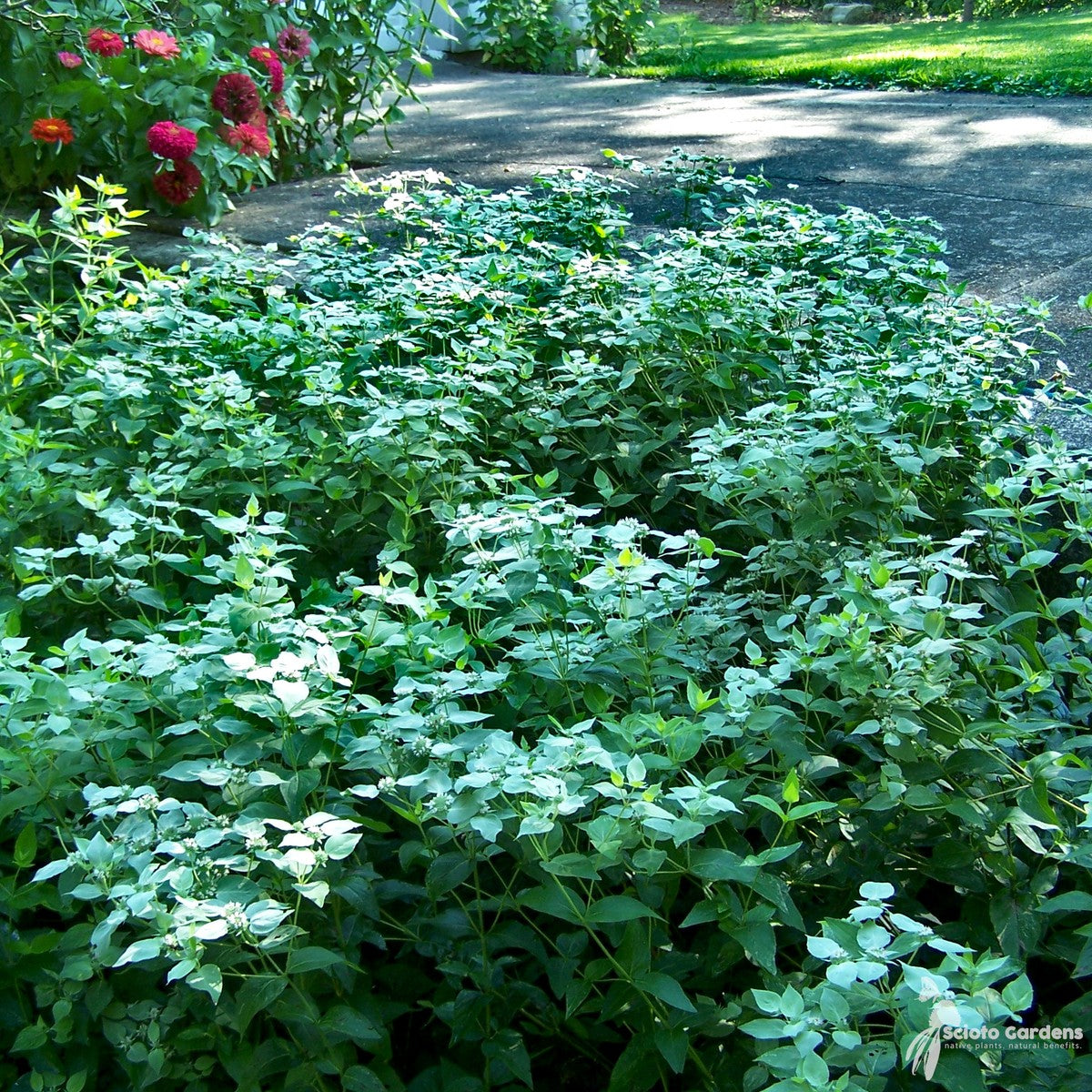 Pycnanthemum muticum (Short-toothed Mountain Mint) - 1 gal