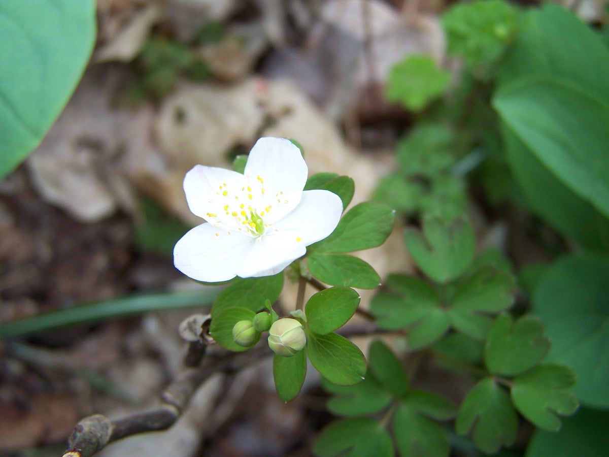 Anemonella thalictroides (Rue Anemone) - QT
