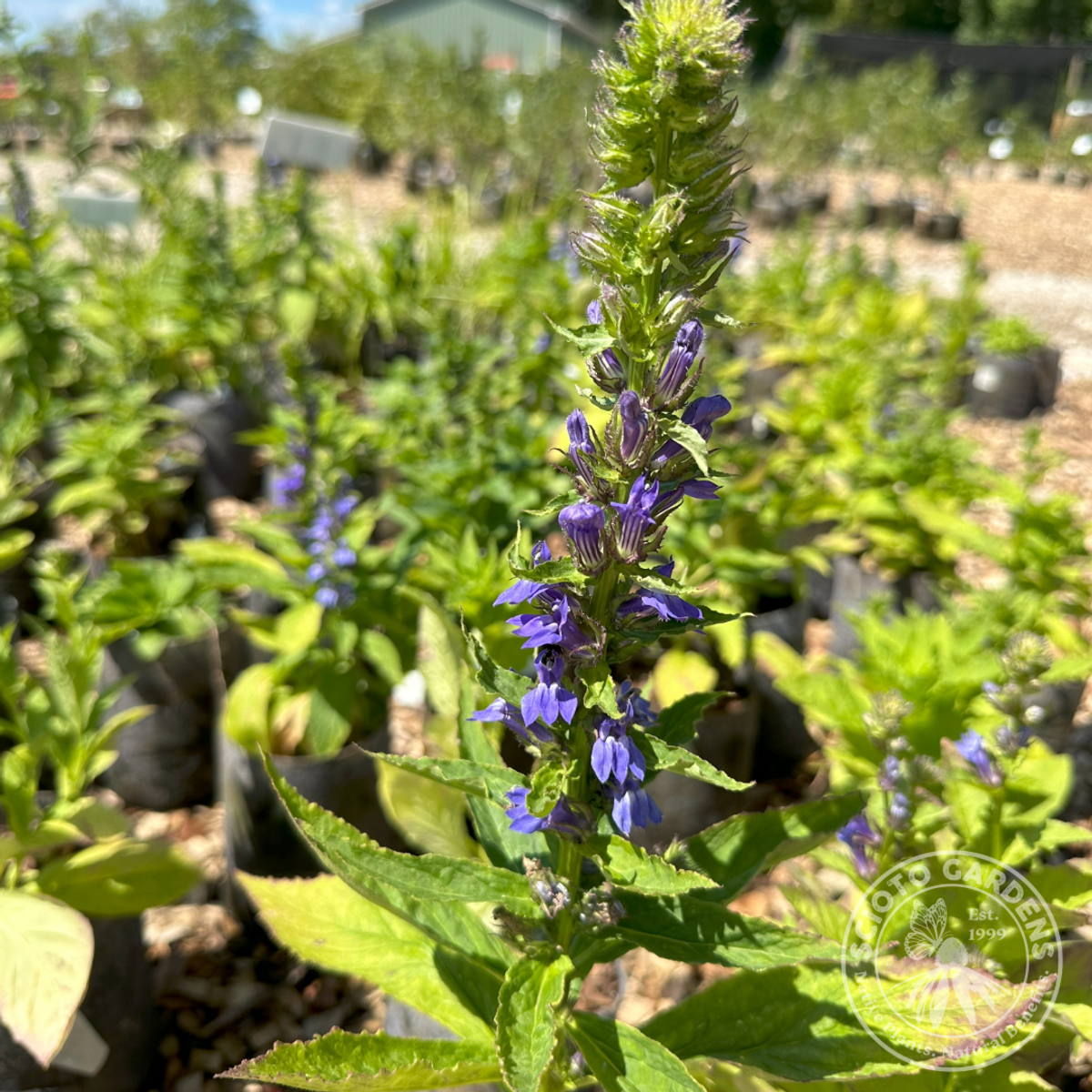 Lobelia siphilitica (Great Blue Lobelia) - 1 gal