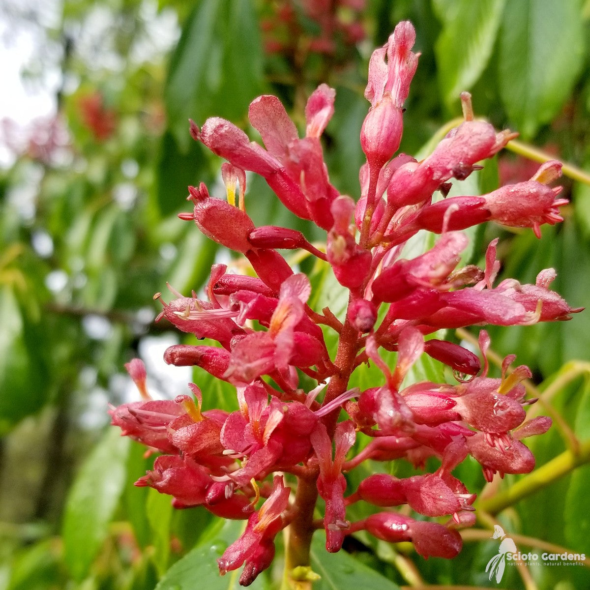 Aesculus pavia (Red Buckeye) - 3 gal