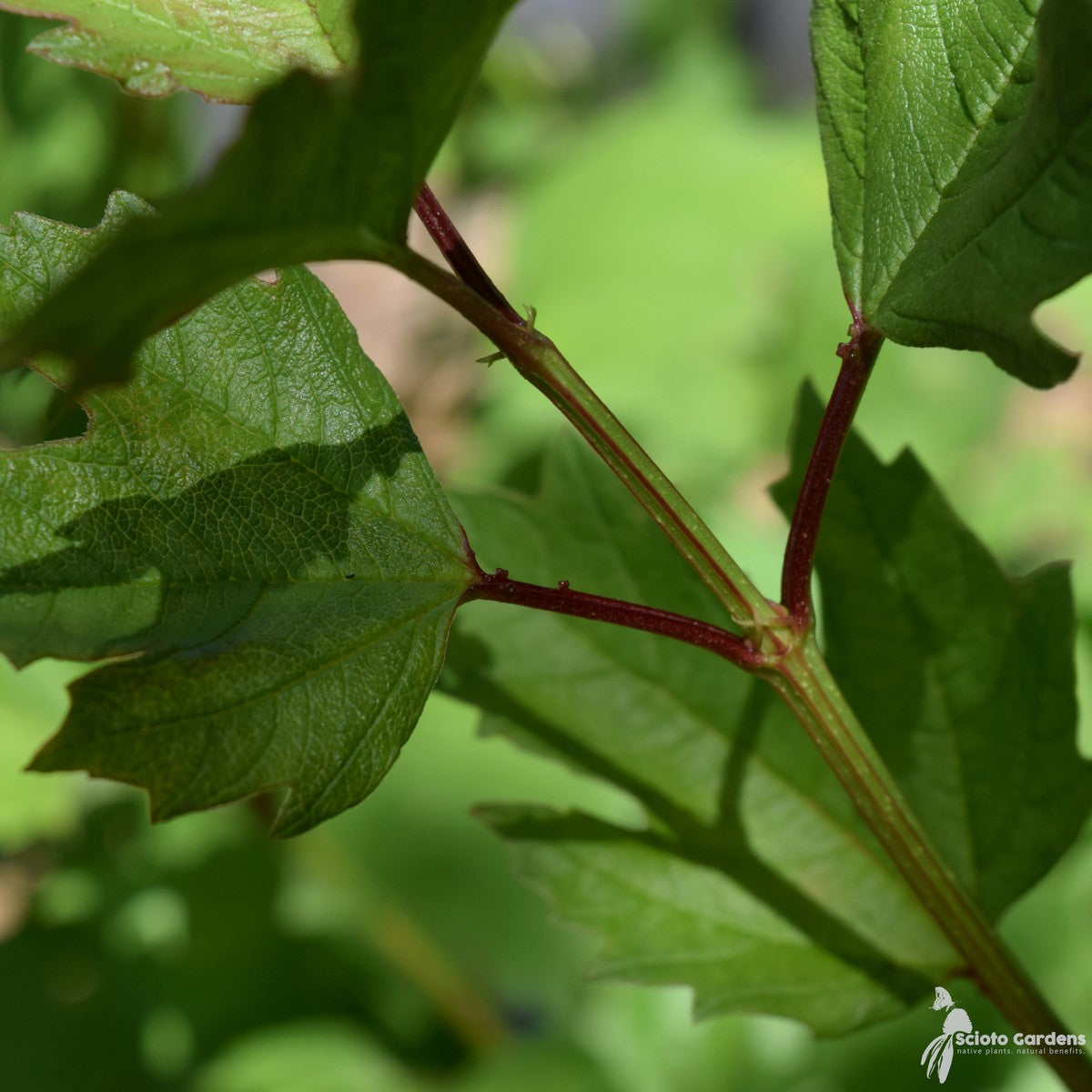 Viburnum trilobum (American Cranberrybush Viburnum) - 3 gal