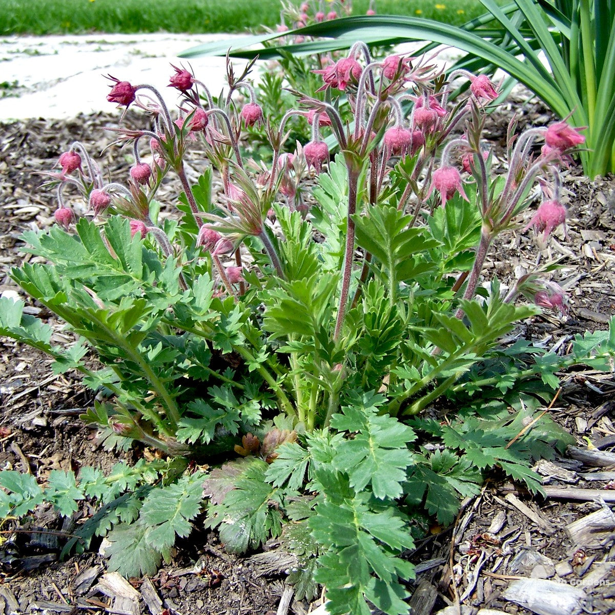 Geum triflorum (Prairie Smoke) - 1 gal