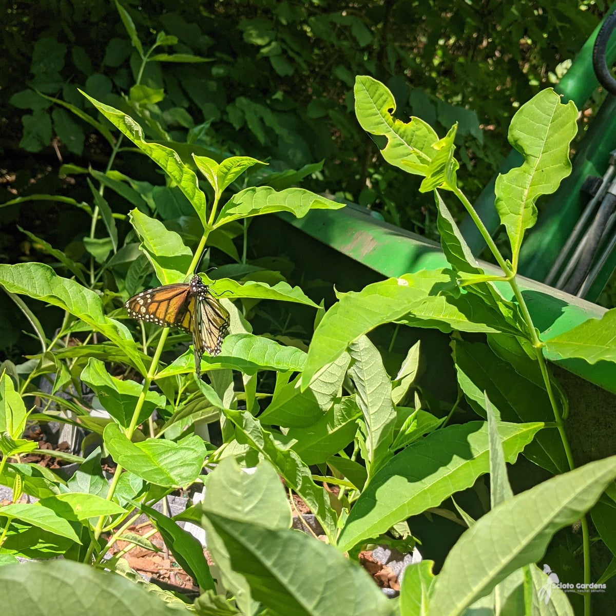 Asclepias exaltata (Poke Milkweed) - 1 gal